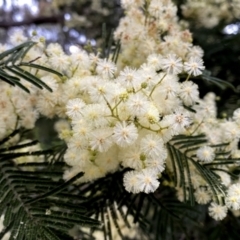 Acacia mearnsii at Googong, NSW - 11 Dec 2022