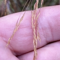 Tripogonella loliiformis at Googong, NSW - 11 Dec 2022