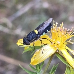 Odontomyia hunteri (Soldier fly) at Googong, NSW - 11 Dec 2022 by Wandiyali