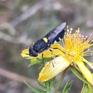 Odontomyia hunteri at Googong, NSW - 11 Dec 2022