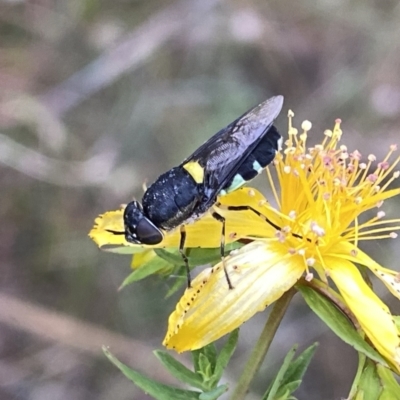 Odontomyia hunteri (Soldier fly) at Wandiyali-Environa Conservation Area - 10 Dec 2022 by Wandiyali
