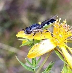 Odontomyia hunteri at Googong, NSW - 11 Dec 2022