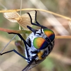 Scaptia (Scaptia) auriflua (A flower-feeding march fly) at Googong, NSW - 11 Dec 2022 by Wandiyali