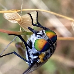 Scaptia (Scaptia) auriflua at Googong, NSW - suppressed