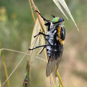 Scaptia (Scaptia) auriflua at Googong, NSW - 11 Dec 2022