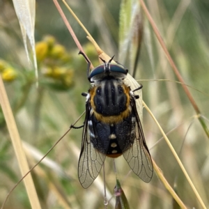 Scaptia (Scaptia) auriflua at Googong, NSW - suppressed