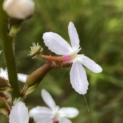 Stylidium graminifolium (grass triggerplant) at Googong, NSW - 11 Dec 2022 by Wandiyali