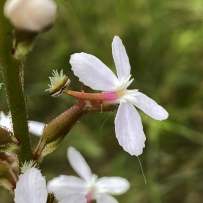 Stylidium graminifolium (Grass Triggerplant) at Wandiyali-Environa Conservation Area - 10 Dec 2022 by Wandiyali