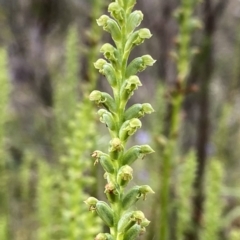 Microtis sp. (Onion Orchid) at Googong, NSW - 11 Dec 2022 by Wandiyali