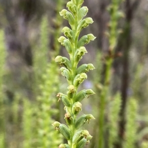 Microtis sp. at Googong, NSW - suppressed