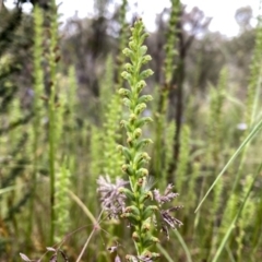 Microtis sp. at Googong, NSW - suppressed