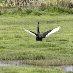 Cygnus atratus (Black Swan) at Jerrabomberra Wetlands - 10 Dec 2022 by JimL