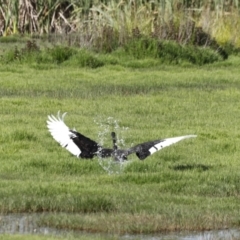 Cygnus atratus at Fyshwick, ACT - 11 Dec 2022 09:20 AM