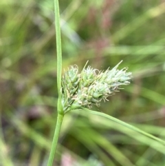 Carex inversa (Knob Sedge) at Wandiyali-Environa Conservation Area - 10 Dec 2022 by Wandiyali