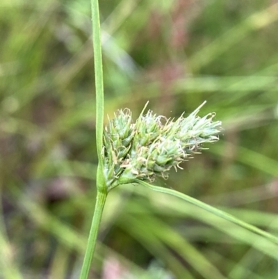 Carex inversa (Knob Sedge) at Googong, NSW - 10 Dec 2022 by Wandiyali