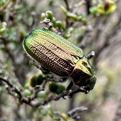 Diphucephala elegans (Green scarab beetle) at Bimberi, NSW - 9 Dec 2022 by Pirom