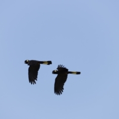 Zanda funerea (Yellow-tailed Black-Cockatoo) at Fyshwick, ACT - 10 Dec 2022 by JimL