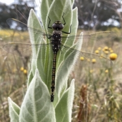 Anax papuensis (Australian Emperor) at Wandiyali-Environa Conservation Area - 10 Dec 2022 by Wandiyali