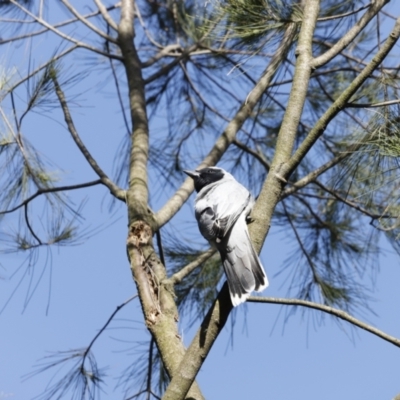 Coracina novaehollandiae (Black-faced Cuckooshrike) at Fyshwick, ACT - 11 Dec 2022 by JimL