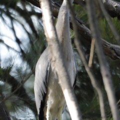 Egretta novaehollandiae at Fyshwick, ACT - 11 Dec 2022 08:43 AM