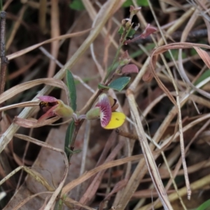 Bossiaea prostrata at Lake George, NSW - 16 Oct 2022