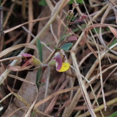 Bossiaea prostrata (Creeping Bossiaea) at Lake George, NSW - 16 Oct 2022 by AndyRoo