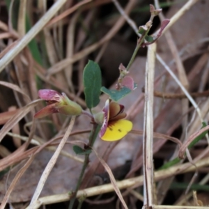 Bossiaea prostrata at Lake George, NSW - 16 Oct 2022