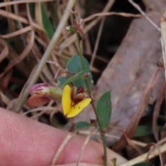 Bossiaea prostrata at Lake George, NSW - 16 Oct 2022