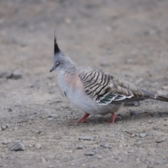 Ocyphaps lophotes (Crested Pigeon) at Jerrabomberra Wetlands - 10 Dec 2022 by JimL