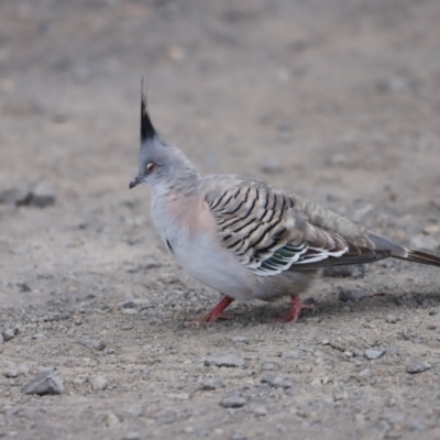 Ocyphaps lophotes (Crested Pigeon) at Jerrabomberra Wetlands - 10 Dec 2022 by JimL