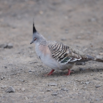 Ocyphaps lophotes (Crested Pigeon) at Fyshwick, ACT - 10 Dec 2022 by JimL