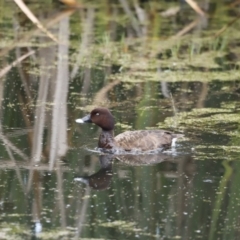 Aythya australis (Hardhead) at Fyshwick, ACT - 11 Dec 2022 by JimL