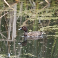 Aythya australis (Hardhead) at Jerrabomberra Wetlands - 10 Dec 2022 by JimL