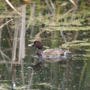 Aythya australis at Fyshwick, ACT - 11 Dec 2022 07:34 AM