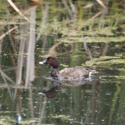Aythya australis (Hardhead) at Fyshwick, ACT - 11 Dec 2022 by JimL