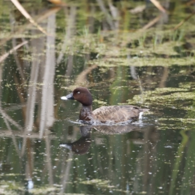 Aythya australis (Hardhead) at Fyshwick, ACT - 10 Dec 2022 by JimL