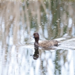 Aythya australis at Fyshwick, ACT - 11 Dec 2022 07:34 AM