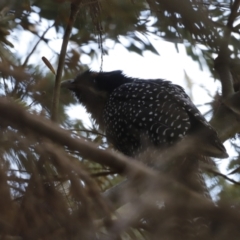 Eudynamys orientalis (Pacific Koel) at Fyshwick, ACT - 10 Dec 2022 by JimL