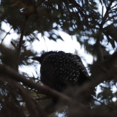 Eudynamys orientalis at Fyshwick, ACT - 11 Dec 2022 07:18 AM