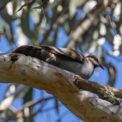 Phaps elegans (Brush Bronzewing) at Acton, ACT - 10 Dec 2022 by rawshorty