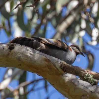 Phaps elegans (Brush Bronzewing) at ANBG - 10 Dec 2022 by rawshorty