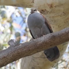 Phaps elegans at Acton, ACT - 11 Dec 2022 09:48 AM