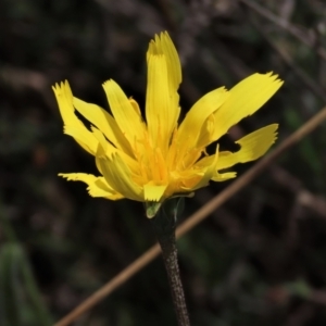 Microseris walteri at Lake George, NSW - 16 Oct 2022