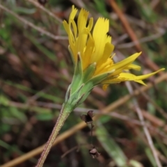 Microseris walteri at Lake George, NSW - 16 Oct 2022