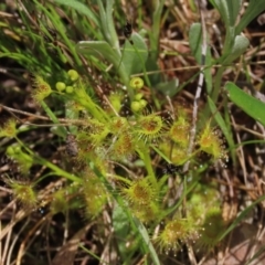 Drosera gunniana (Pale Sundew) at Lake George, NSW - 16 Oct 2022 by AndyRoo