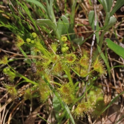 Drosera gunniana (Pale Sundew) at Lake George, NSW - 16 Oct 2022 by AndyRoo