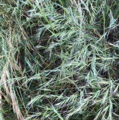 Vulpia (genus) (A Squirreltail Fescue) at Flea Bog Flat to Emu Creek Corridor - 4 Dec 2022 by JohnGiacon