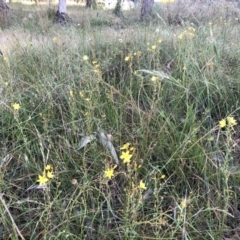 Bulbine bulbosa (Golden Lily) at Bruce, ACT - 3 Dec 2022 by jgiacon