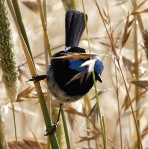 Malurus cyaneus at Fyshwick, ACT - 11 Dec 2022