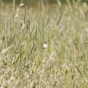 Malurus cyaneus at Fyshwick, ACT - 11 Dec 2022